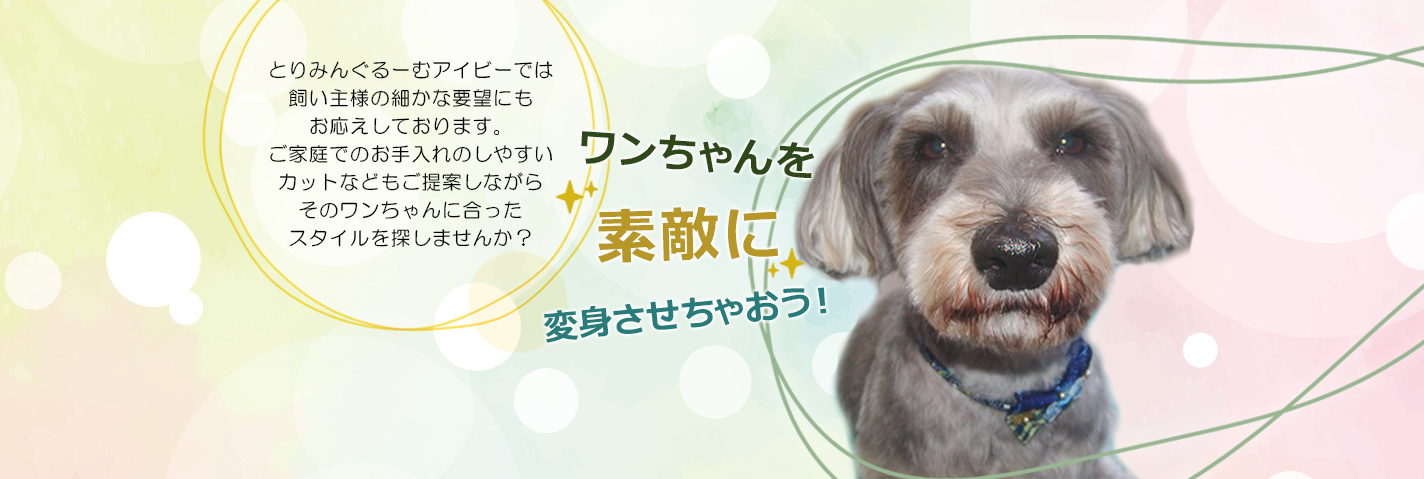 とりみんぐるーむアイビーでは飼い主様の細かな要望にもお応えしております。ご家庭でのお手入れのしやすいカットなどもご提案しながらそのワンちゃんに合ったスタイルを探しませんか？