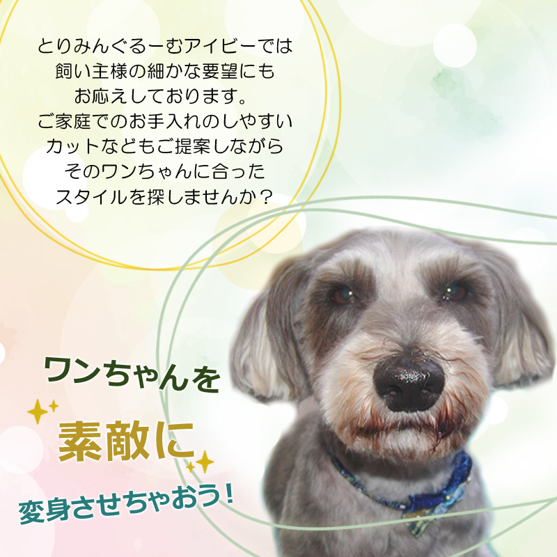 とりみんぐるーむアイビーでは飼い主様の細かな要望にもお応えしております。ご家庭でのお手入れのしやすいカットなどもご提案しながらそのワンちゃんに合ったスタイルを探しませんか？