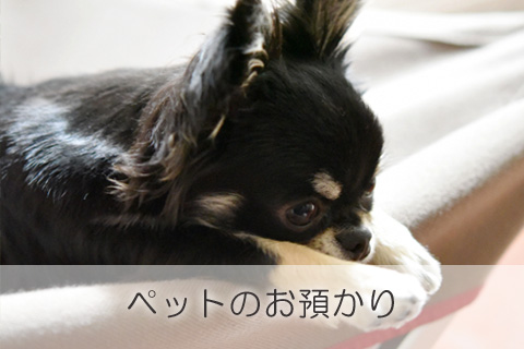 ペットのお預かり